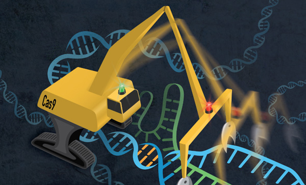 CRISPR in action