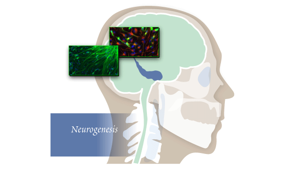 scientific illustration of neurogenesis